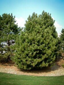 Сосна Чёрная (Pinus Nigra) купить по цене от 270.00р. в интернет-магазине «Посадика» с доставкой почтой в в Андреаполе и по всей России – [изображение №1].