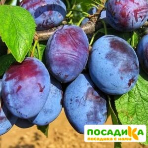 Слива Чачакская ранняя купить по цене от 229.00р. в интернет-магазине «Посадика» с доставкой почтой в в Андреаполе и по всей России – [изображение №1].