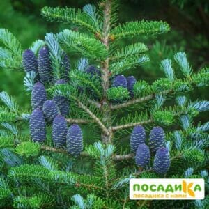 Пихта корейская (Abies koreana) купить по цене от 450.00р. в интернет-магазине «Посадика» с доставкой почтой в в Андреаполе и по всей России – [изображение №1].