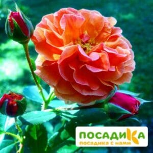 Роза Арабия купить по цене от 350.00р. в интернет-магазине «Посадика» с доставкой почтой в в Андреаполе и по всей России – [изображение №1].