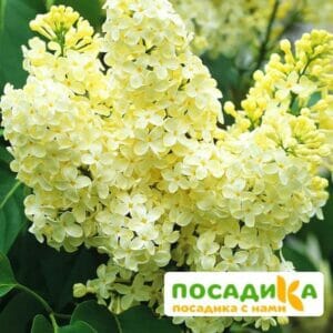 Сирень Примроуз (Primrose) купить по цене от 529.00р. в интернет-магазине «Посадика» с доставкой почтой в в Андреаполе и по всей России – [изображение №1].