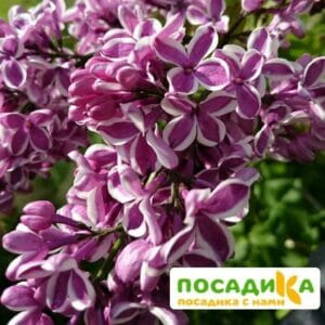 Сирень Сенсация купить по цене от 529.00р. в интернет-магазине «Посадика» с доставкой почтой в в Андреаполе и по всей России – [изображение №1].