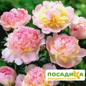 Пион Распберри Сандей (Paeonia Raspberry Sundae) купить по цене от 959р. в интернет-магазине «Посадика» с доставкой почтой в в Андреаполе и по всей России – [изображение №1].