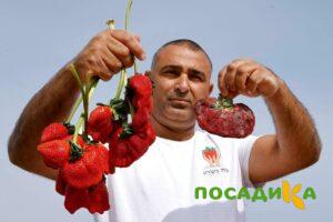 Клубника Гигант Джорнея купить по цене от 266р. в интернет-магазине «Посадика» с доставкой почтой в в Андреаполе и по всей России – [изображение №1].