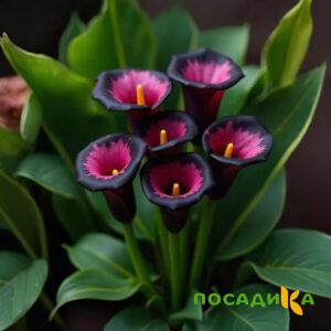Калла Аура Лейс купить по цене от 400р. в интернет-магазине «Посадика» с доставкой почтой в в Андреаполе и по всей России – [изображение №1].
