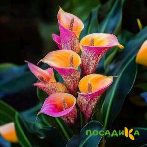 Калла Оникс купить по цене от 450р. в интернет-магазине «Посадика» с доставкой почтой в в Андреаполе и по всей России – [изображение №1].