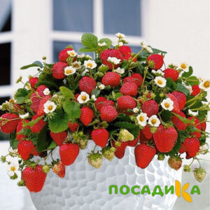 Клубника Рубиновый Шепот (горшечная) купить по цене от 240р. в интернет-магазине «Посадика» с доставкой почтой в в Андреаполе и по всей России – [изображение №1].