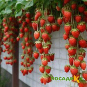 Клубника вьющаяся Комплимент купить по цене от 470р. в интернет-магазине «Посадика» с доставкой почтой в в Андреаполе и по всей России – [изображение №1].