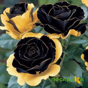 Роза Ханни Сикл купить по цене от 700р. в интернет-магазине «Посадика» с доставкой почтой в в Андреаполе и по всей России – [изображение №1].