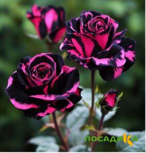 Роза Багровый Шепот купить по цене от 366р. в интернет-магазине «Посадика» с доставкой почтой в в Андреаполе и по всей России – [изображение №1].