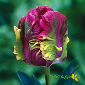 Тюльпан Экзотик Хэвен купить по цене от 186р. в интернет-магазине «Посадика» с доставкой почтой в в Андреаполе и по всей России – [изображение №1].