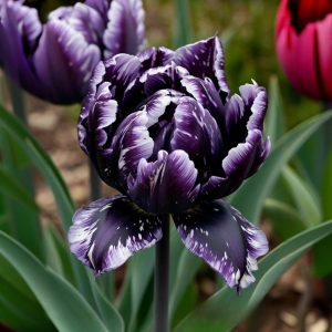 Тюльпан Индиго купить по цене от 600р. в интернет-магазине «Посадика» с доставкой почтой в в Андреаполе и по всей России – [изображение №1].