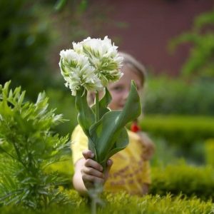 Тюльпан Супер Пэррот купить по цене от 360р. в интернет-магазине «Посадика» с доставкой почтой в в Андреаполе и по всей России – [изображение №1].