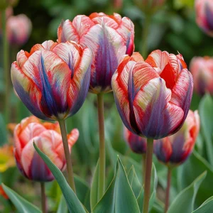 Тюльпан Эбисан Грэйс купить по цене от 217р. в интернет-магазине «Посадика» с доставкой почтой в в Андреаполе и по всей России – [изображение №1].