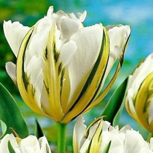 Тюльпан Экзотик Пуруссима купить по цене от 305р. в интернет-магазине «Посадика» с доставкой почтой в в Андреаполе и по всей России – [изображение №1].